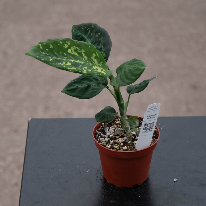 Gabriella Plants Dieffenbachia 4" Dieffenbachia 'Reflector'