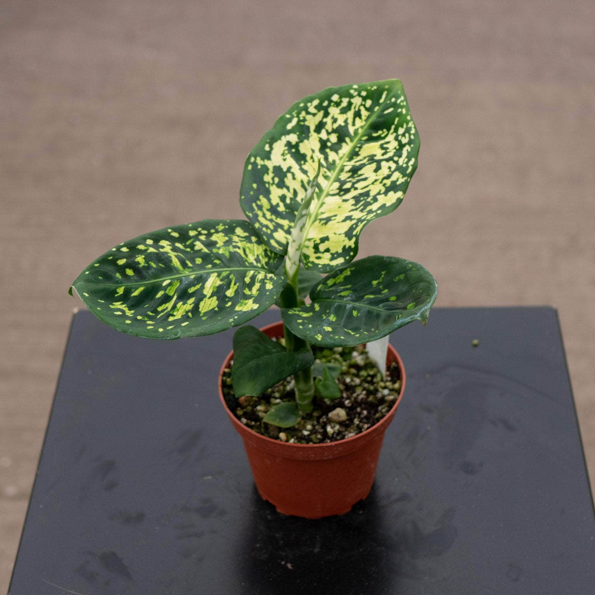 Dieffenbachia 'Reflector' - Gabriella Plants