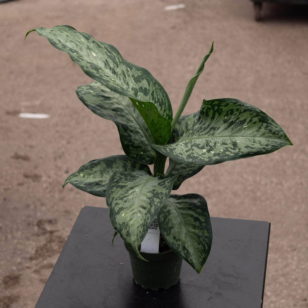 Gabriella Plants Dieffenbachia 4" Dieffenbachia 'Snow'