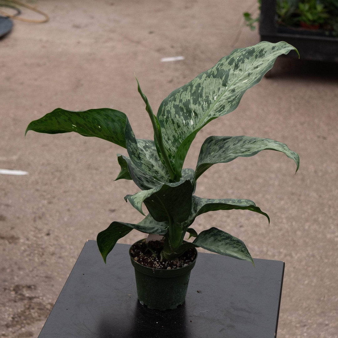 Gabriella Plants Dieffenbachia 4" Dieffenbachia 'Snow'