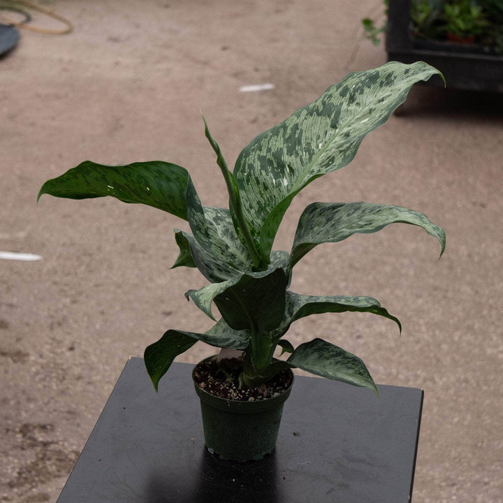 Gabriella Plants Dieffenbachia 4" Dieffenbachia 'Snow'