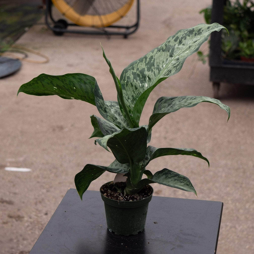 Gabriella Plants Dieffenbachia 4" Dieffenbachia 'Snow'