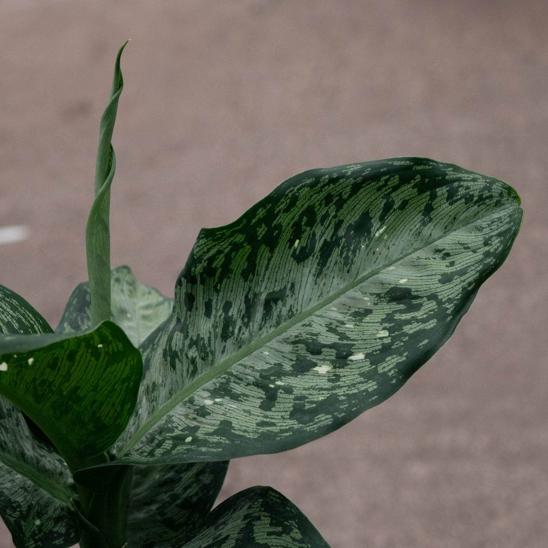 Gabriella Plants Dieffenbachia 4" Dieffenbachia 'Snow'