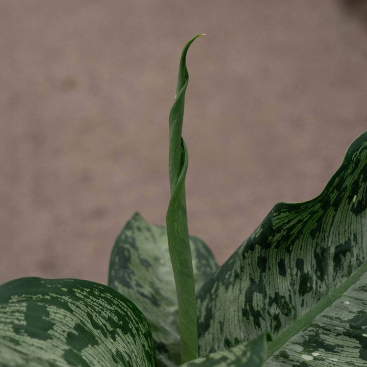 Gabriella Plants Dieffenbachia 4" Dieffenbachia 'Snow'