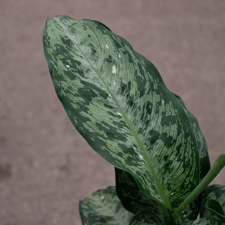 Gabriella Plants Dieffenbachia 4" Dieffenbachia 'Snow'