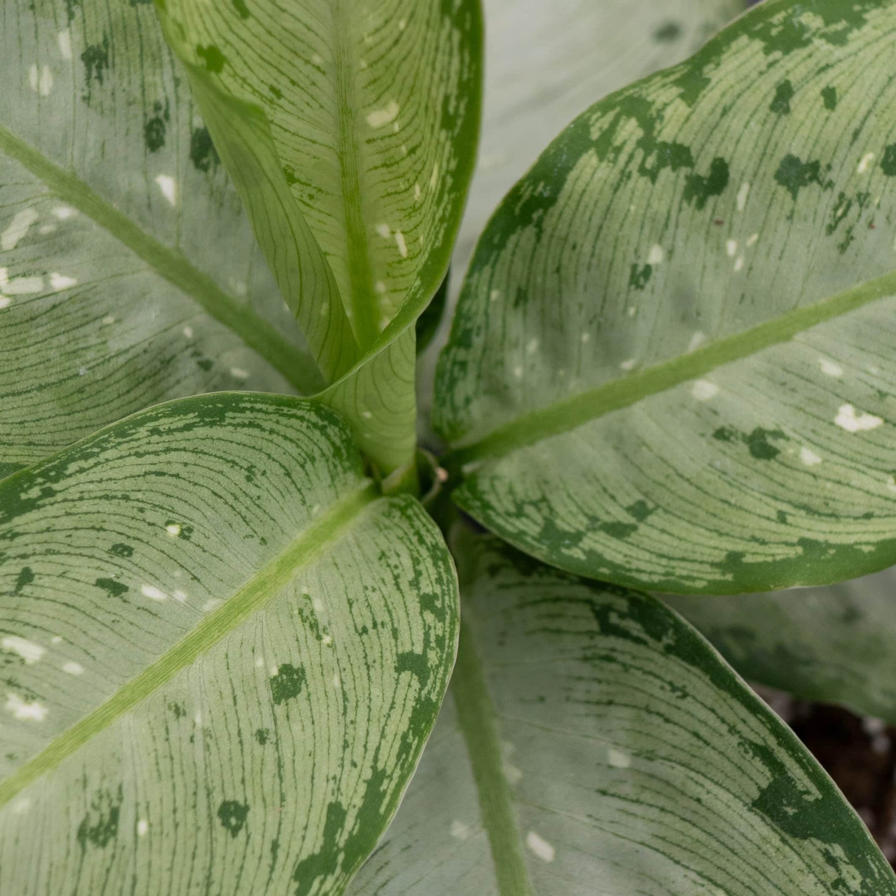 dieffenbachia memoria corsii snow Dieffenbachia 'Snow'
