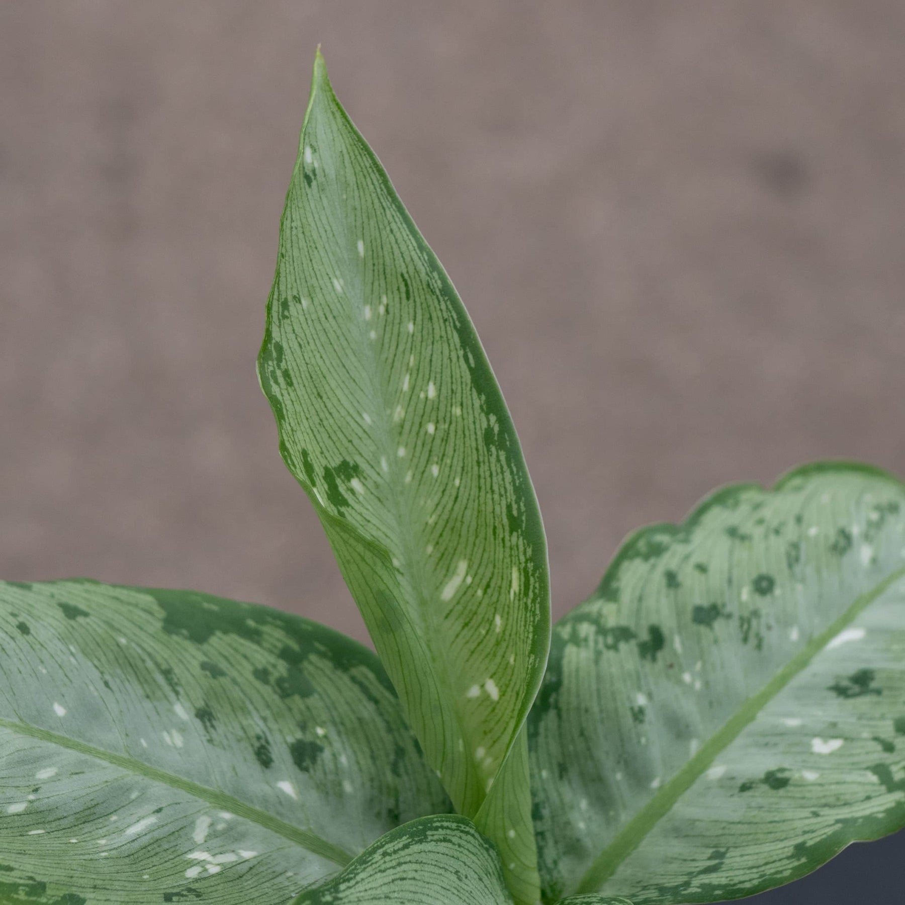 dieffenbachia snow memoria corsii Dieffenbachia 'Snow'