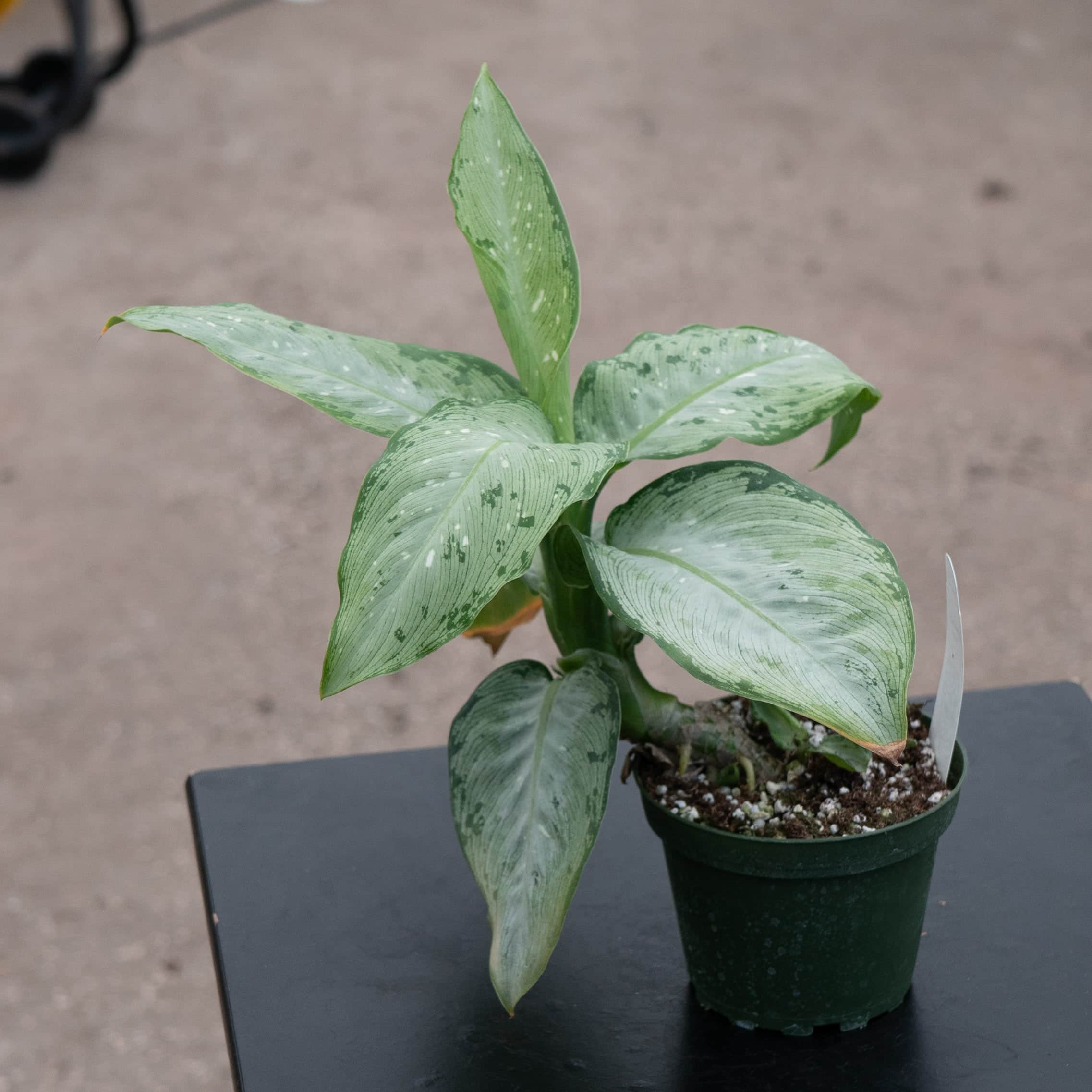 dieffenbachia sap voice Dieffenbachia 'Snow'