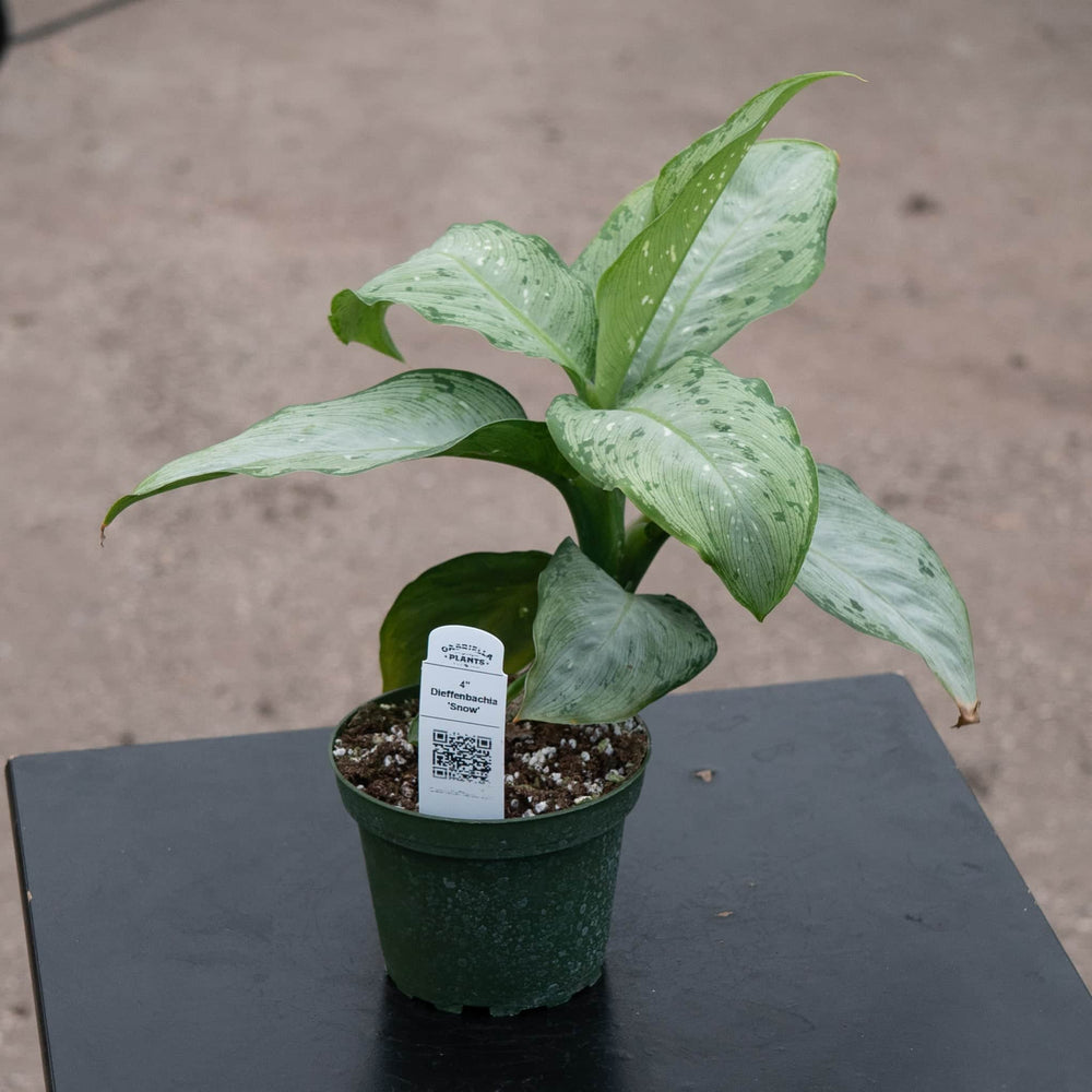 dieffenbachia tiki vs snow Dieffenbachia 'Snow'