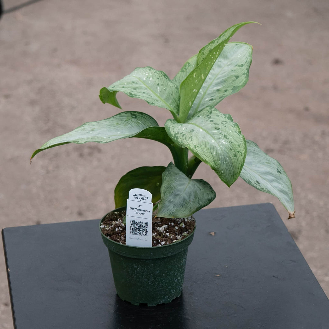 Gabriella Plants Dieffenbachia 4" Dieffenbachia 'Snow'