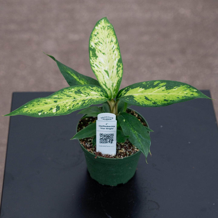 Gabriella Plants Other Dieffenbachia 'Star Bright'