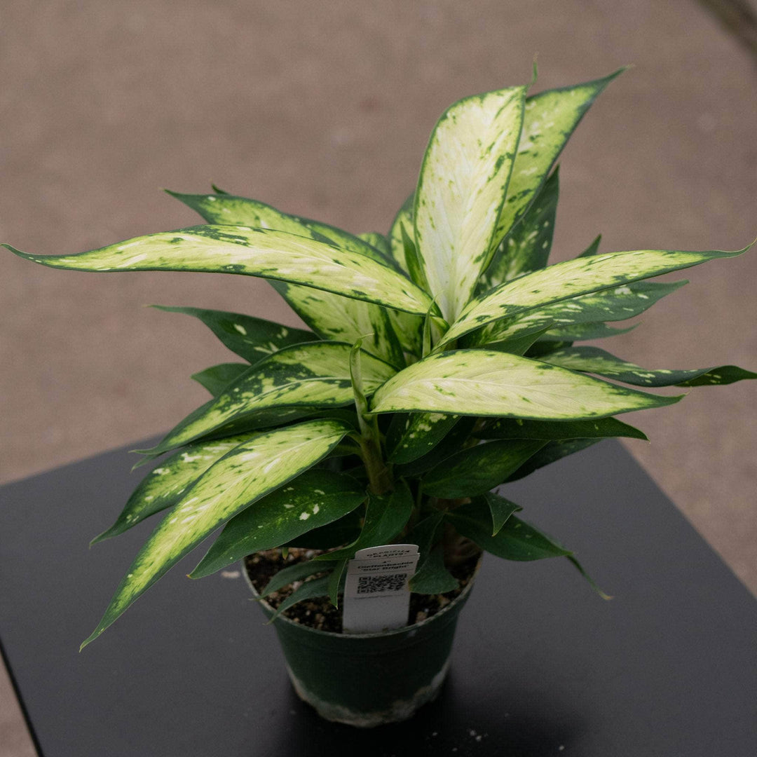 dieffenbachia latimaculata Dieffenbachia 'Star Bright'
