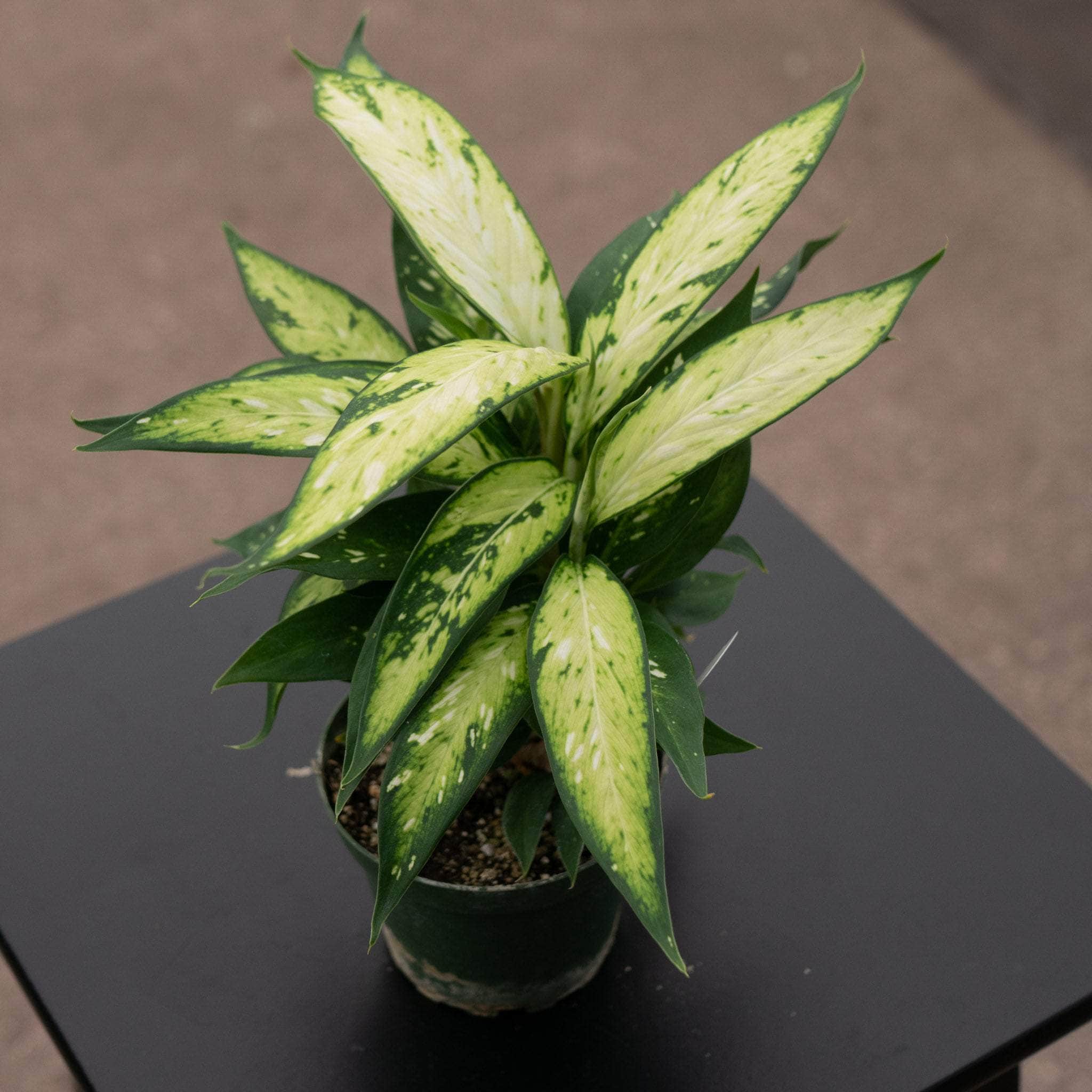 Dieffenbachia 'Star Bright'