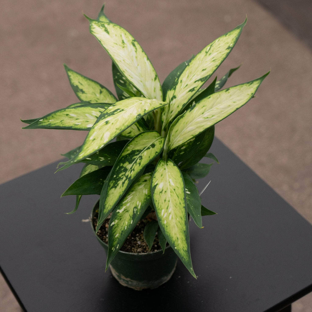 dieffenbachia caryophyllus basic name Dieffenbachia 'Star Bright'