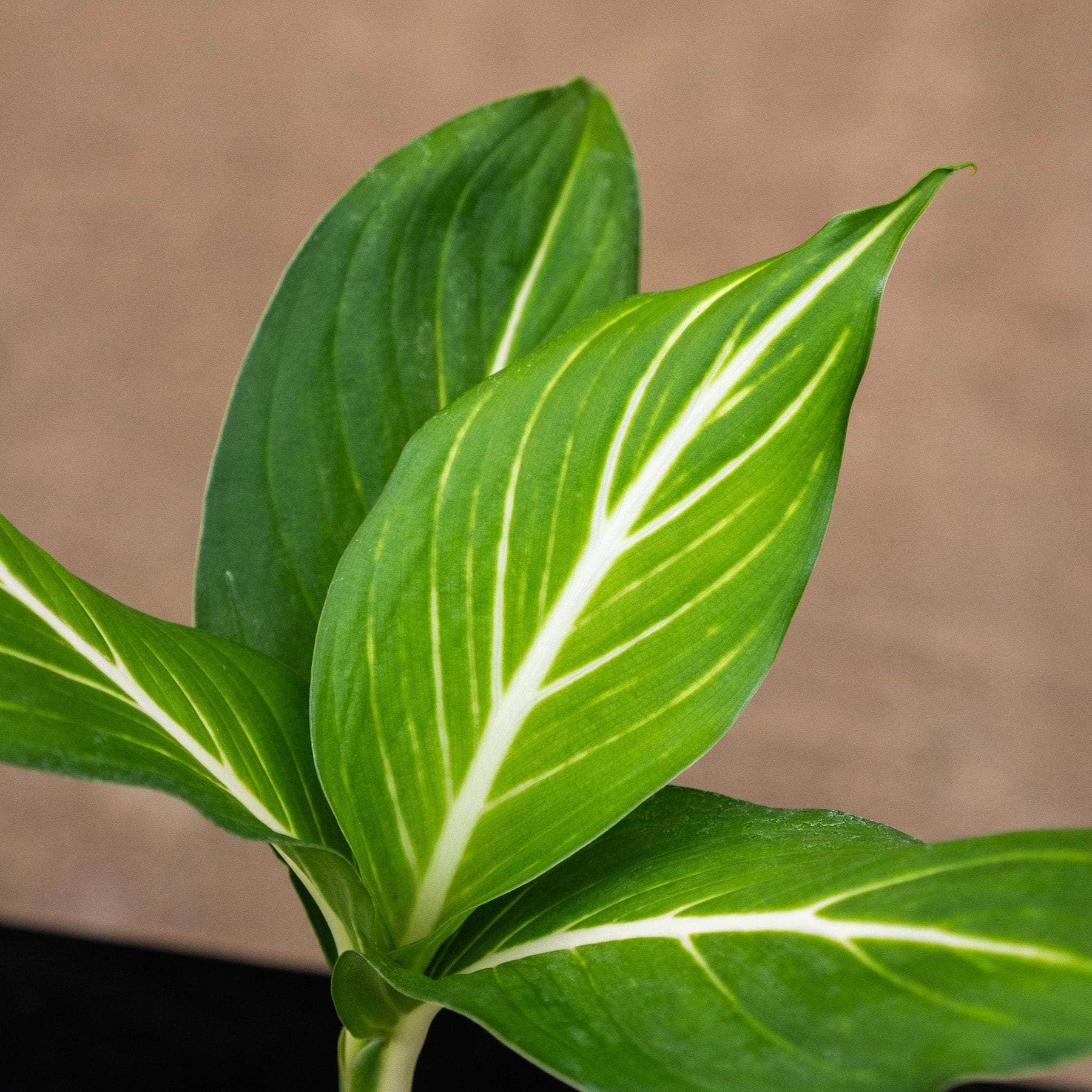 split leaf dieffenbachia Dieffenbachia 'Sterling'