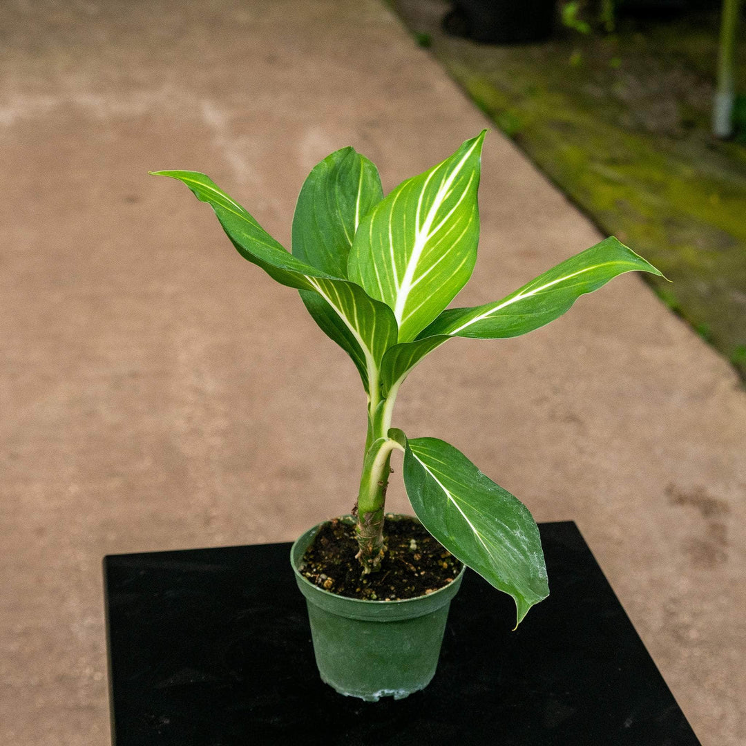 dieffenbachia white dragon Dieffenbachia 'Sterling'