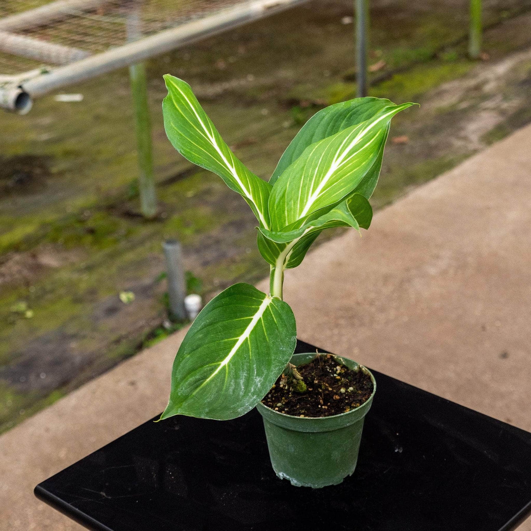 dieffenbachia sterling Dieffenbachia 'Sterling'