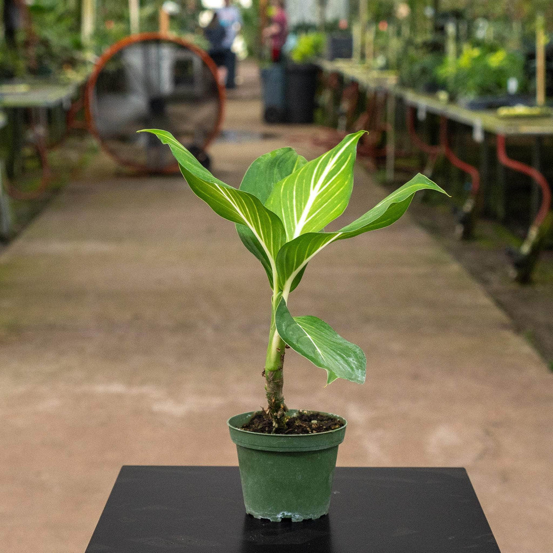 dieffenbachia standleyi Dieffenbachia 'Sterling'