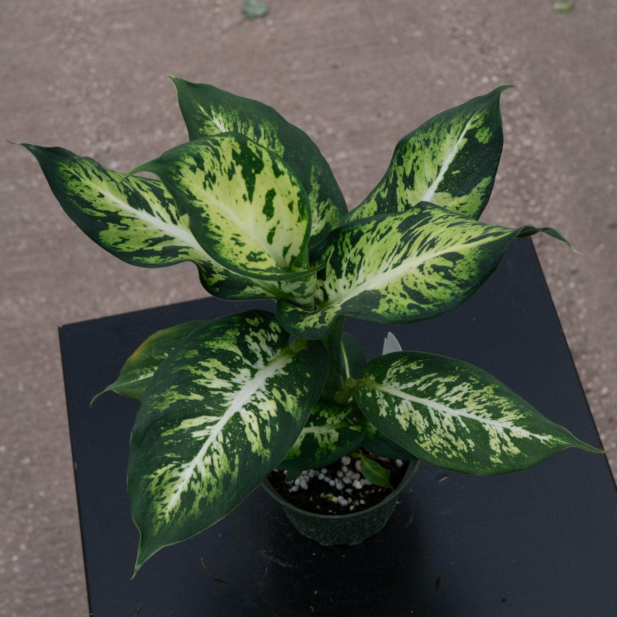 Gabriella Plants Dieffenbachia Sublime