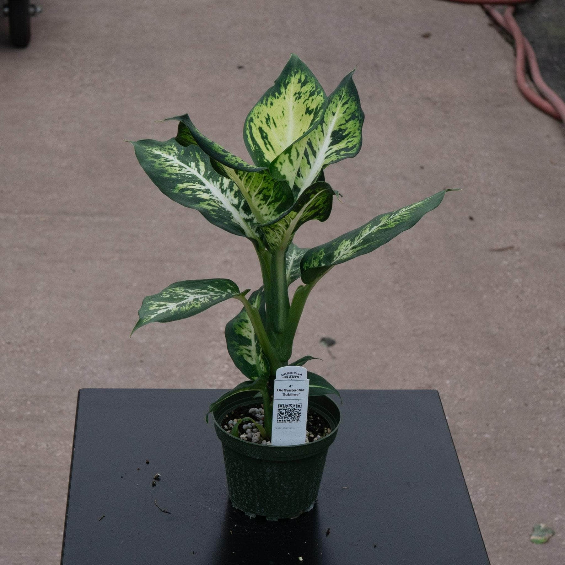 dieffenbachia sensation Dieffenbachia 'Sublime'