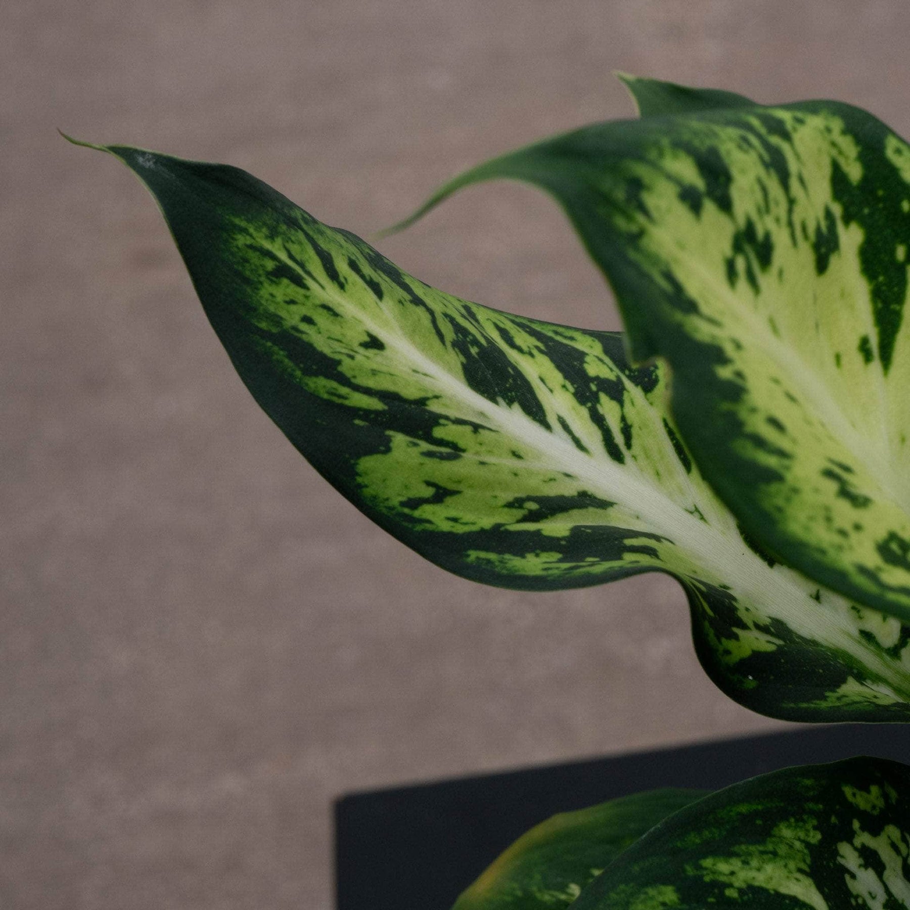dieffenbachia sublime Dieffenbachia 'Sublime'