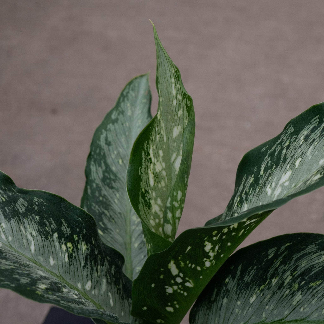 dieffenbachia mosaic Dieffenbachia 'Tiki'