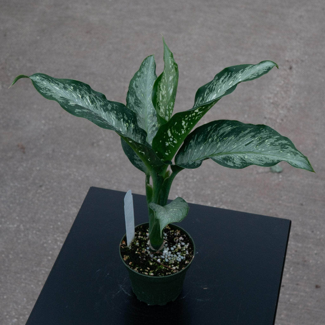 dieffenbachia nicole Dieffenbachia 'Tiki'