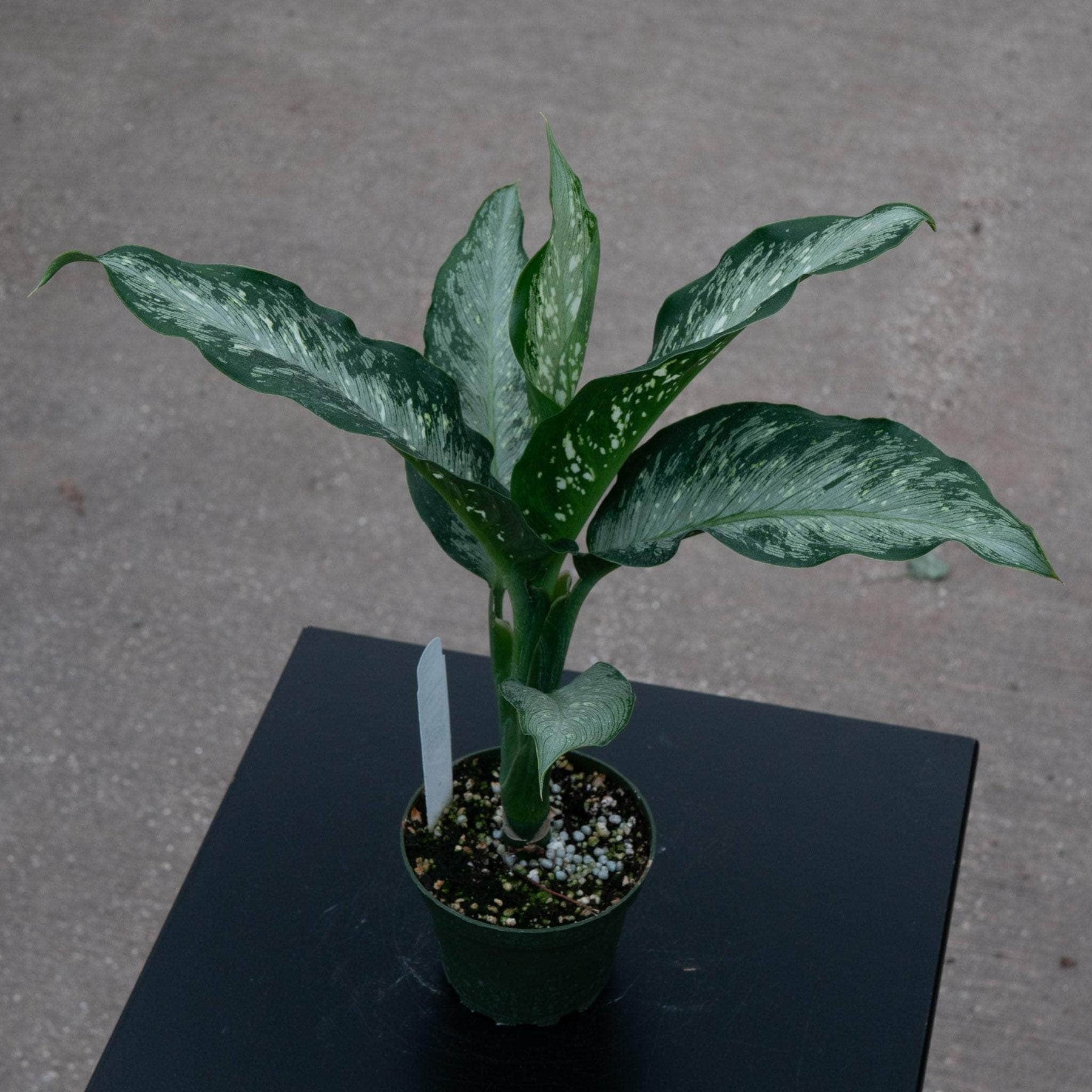 tiki dieffenbachia Dieffenbachia 'Tiki'