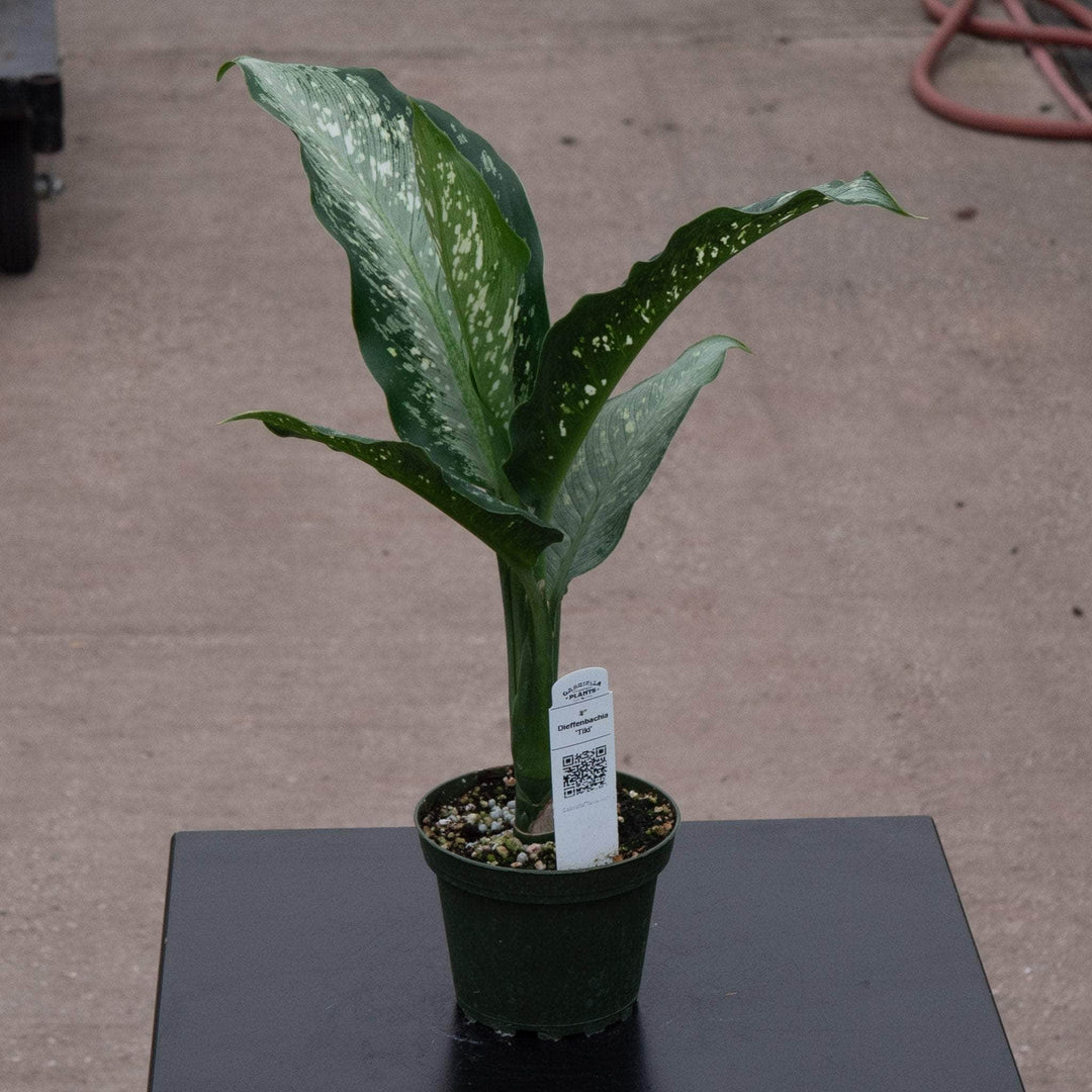 dieffenbachia fiji Dieffenbachia 'Tiki'