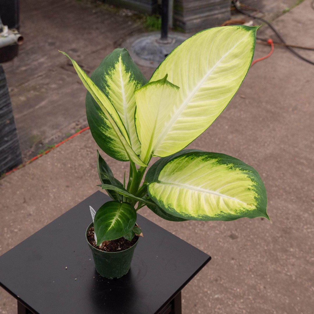 dieffenbachia paradise Dieffenbachia 'Tropic Marianne'