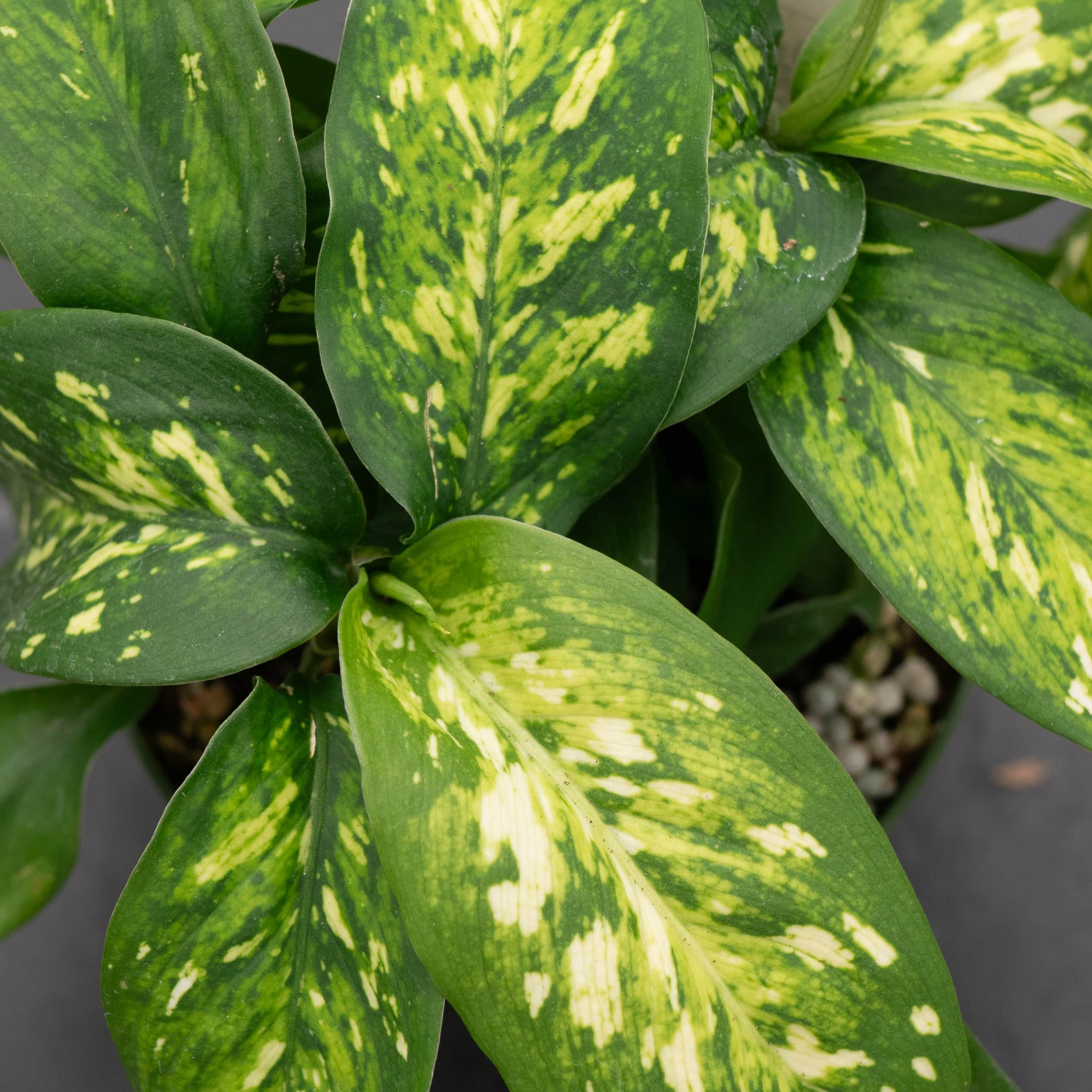 light green dieffenbachia Dieffenbachia 'Vesuvius'