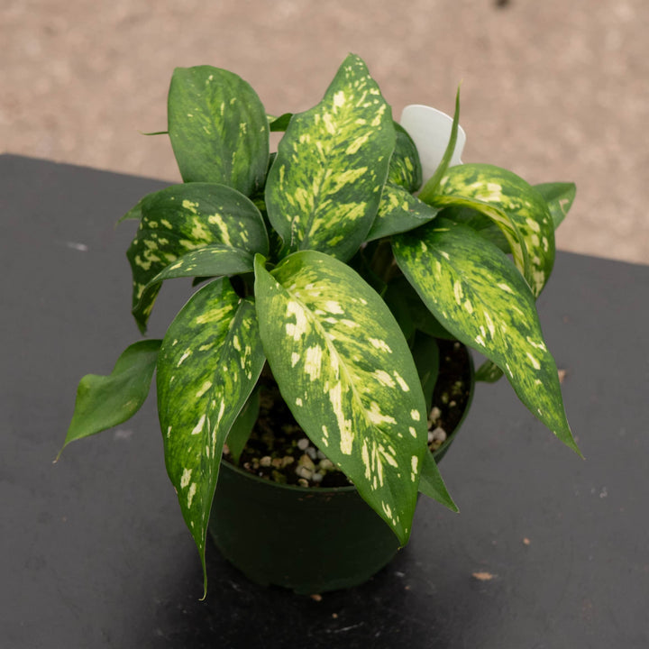 Gabriella Plants Dieffenbachia 4" Dieffenbachia 'Vesuvius'