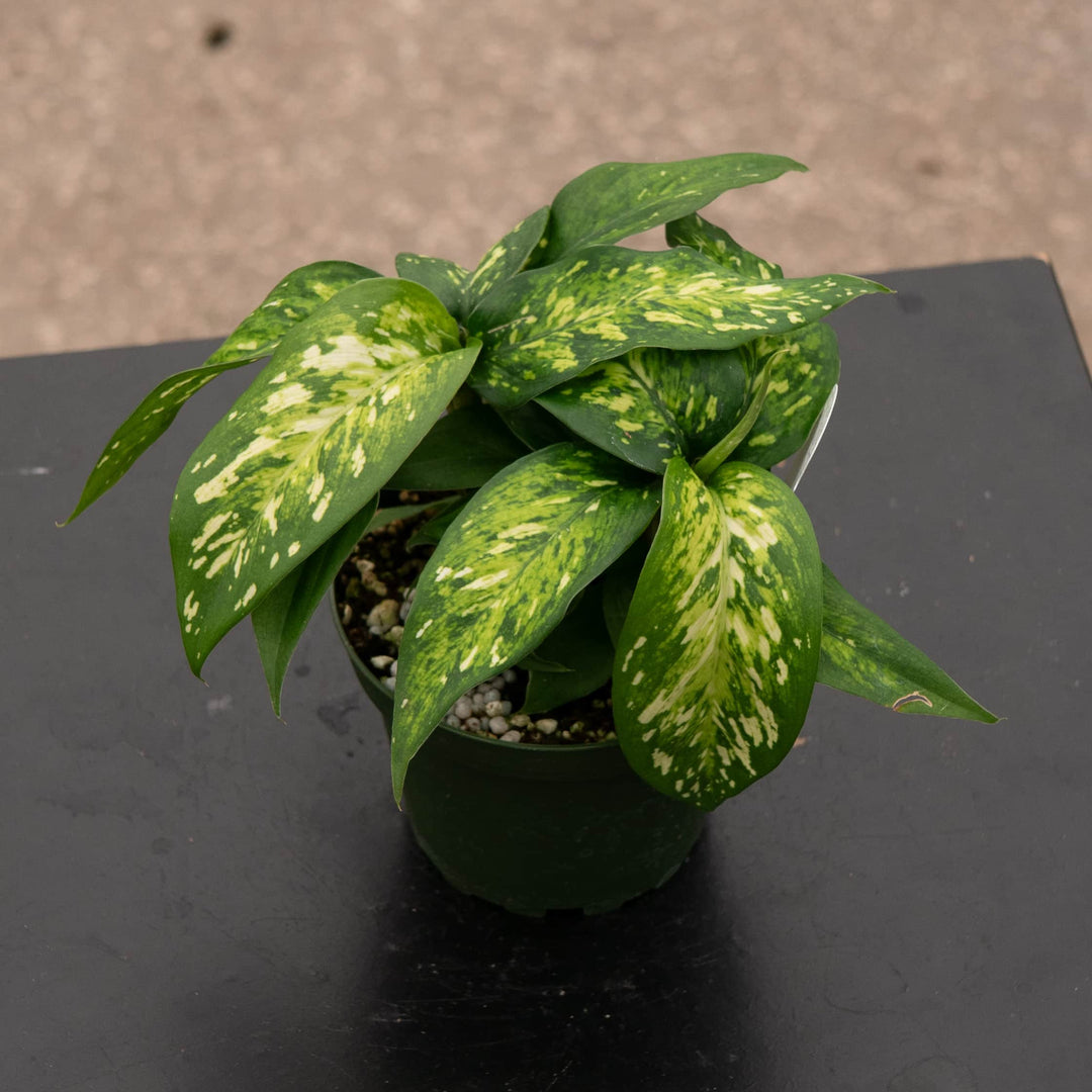 dieffenbachia caryophyllus name Dieffenbachia 'Vesuvius'