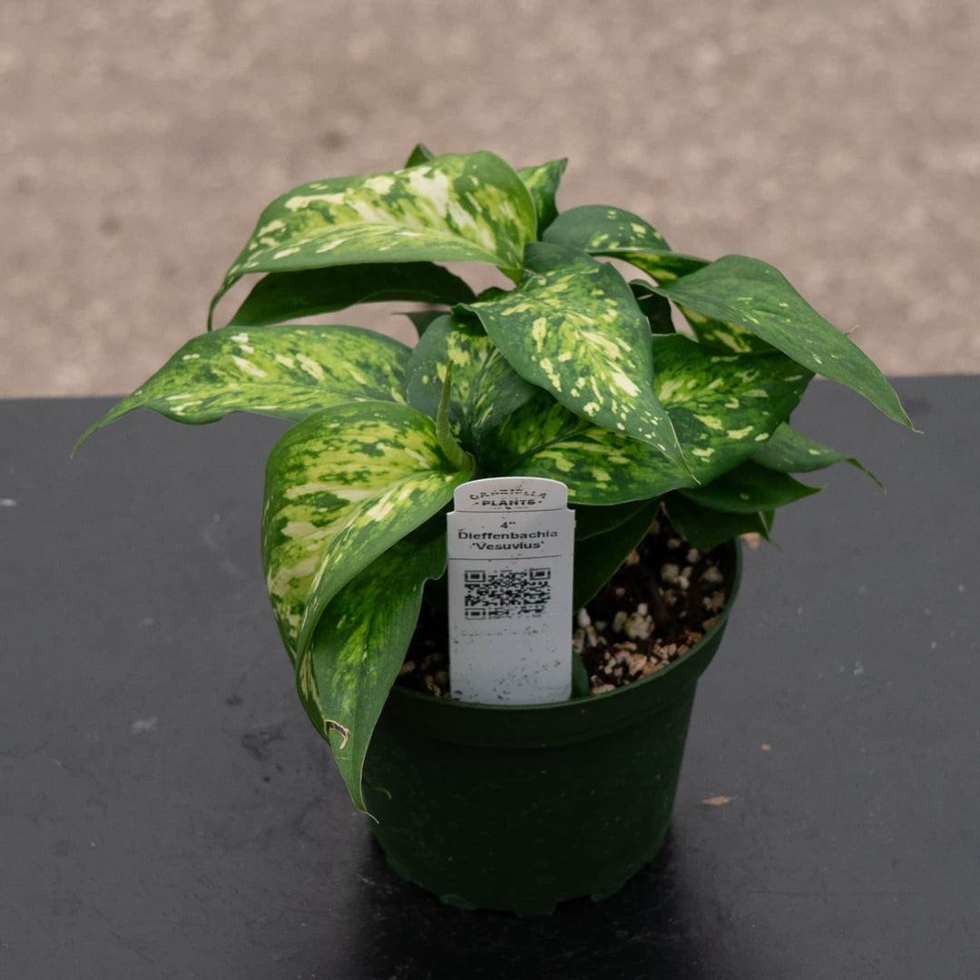 Gabriella Plants Dieffenbachia 4" Dieffenbachia 'Vesuvius'
