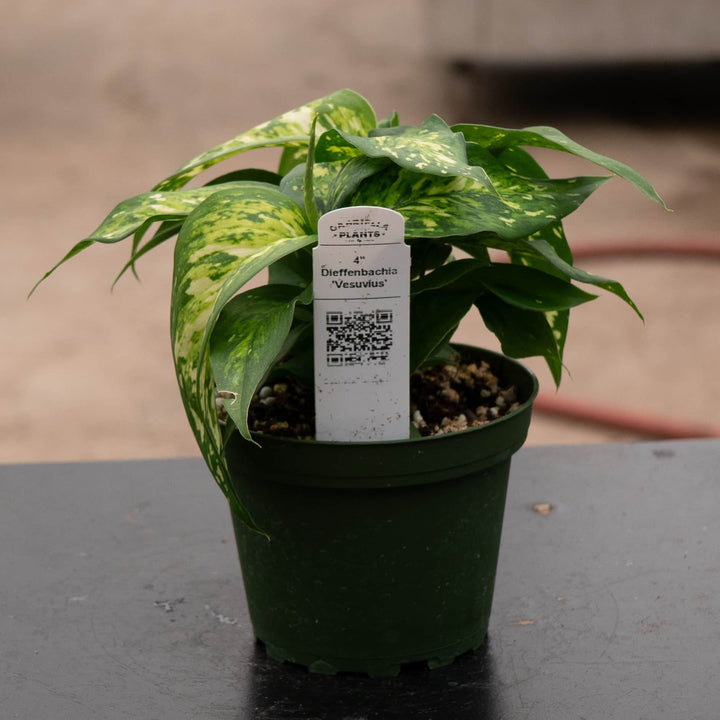 Gabriella Plants Dieffenbachia 4" Dieffenbachia 'Vesuvius'