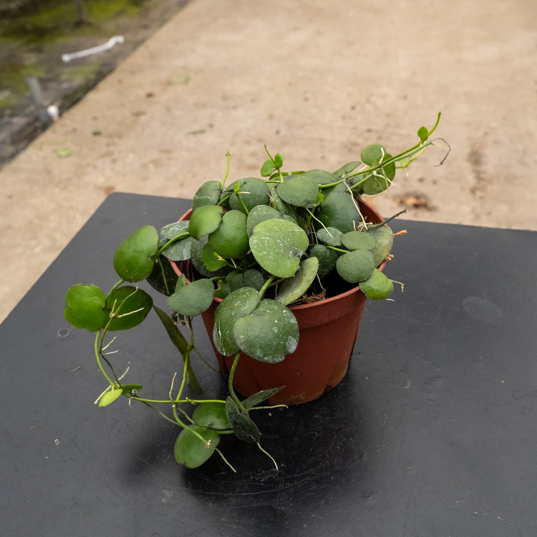 Gabriella Plants Dischidia 4" Dischidia imbricata 'Dwarf'