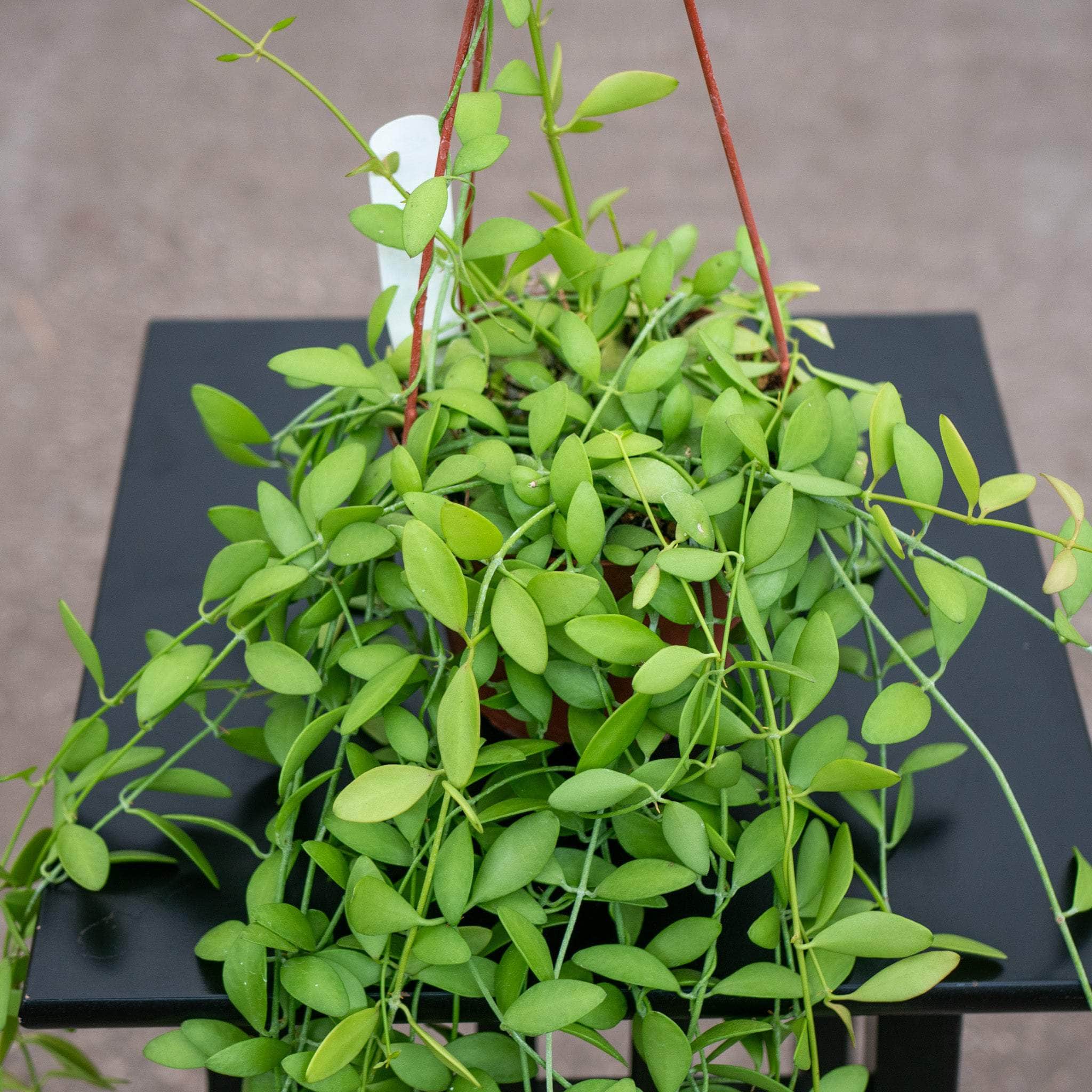 dischidia hanging plants Dischidia oiantha