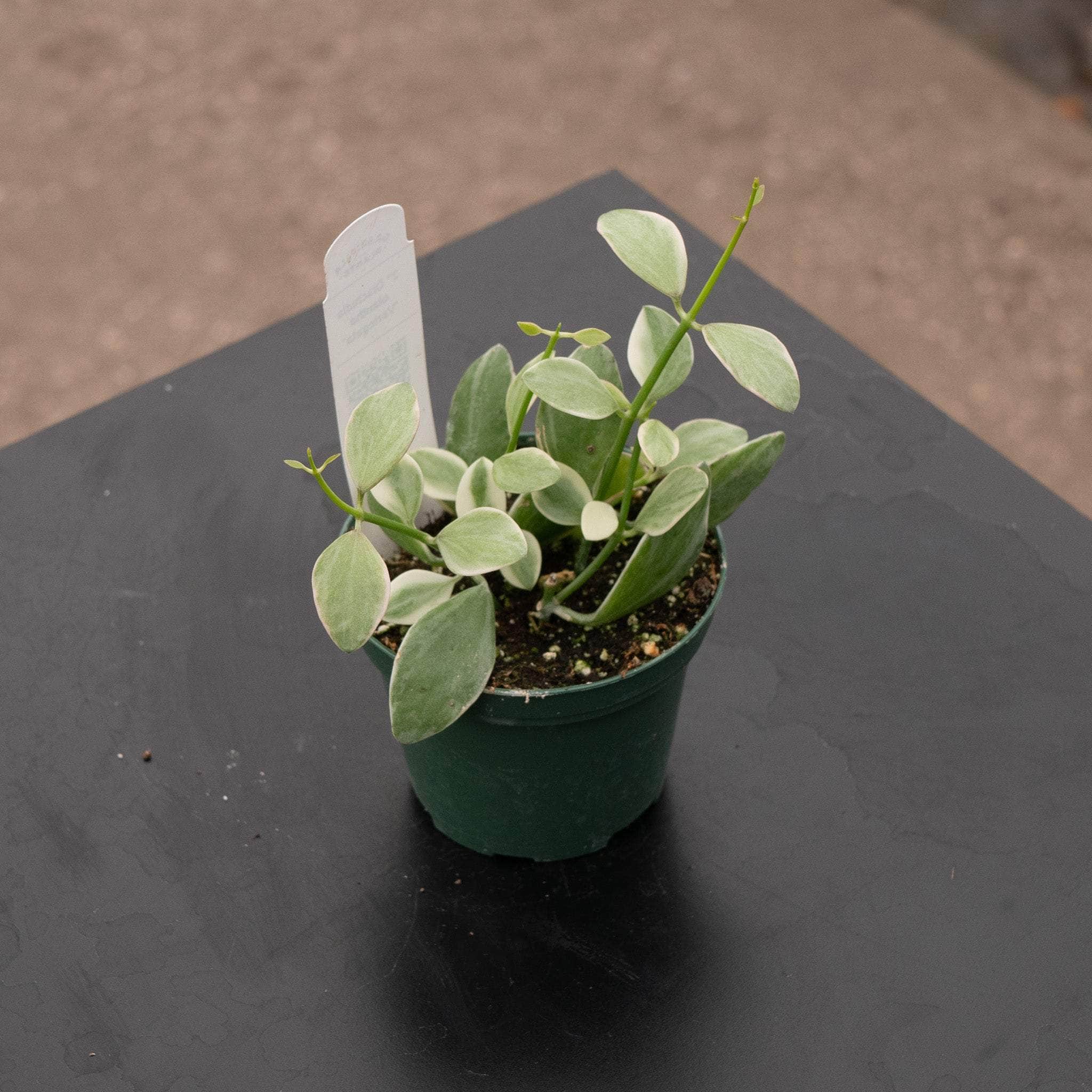 Gabriella Plants Dischidia oiantha - Thumbnail 2
