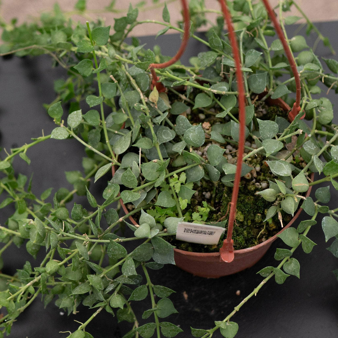 Gabriella Plants Other Dischidia ruscifolia "Million Hearts"