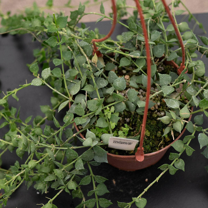 Gabriella Plants Other Dischidia ruscifolia "Million Hearts"