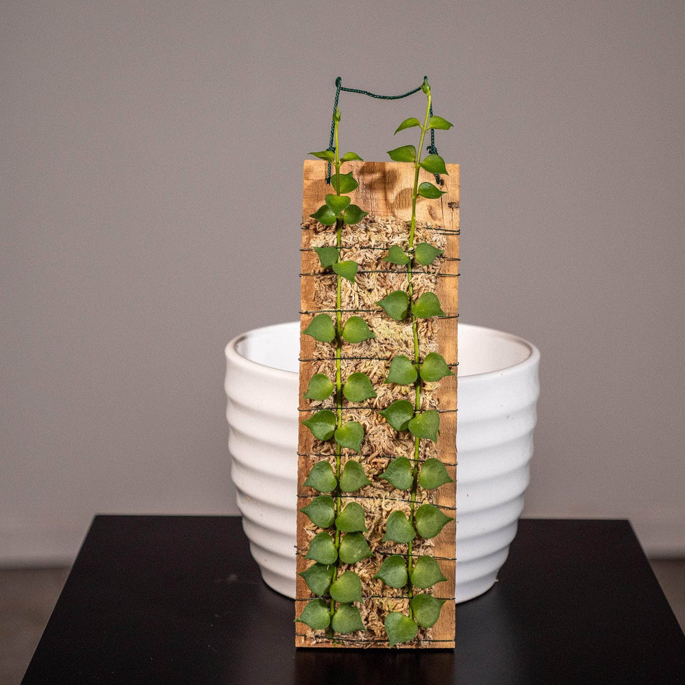 Gabriella Plants Other Dischidia ruscifolia "Million Hearts"