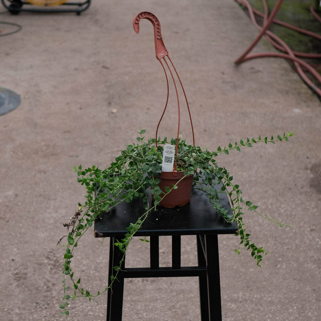 Gabriella Plants Other 5" Hanging Basket Dischidia ruscifolia "Million Hearts"