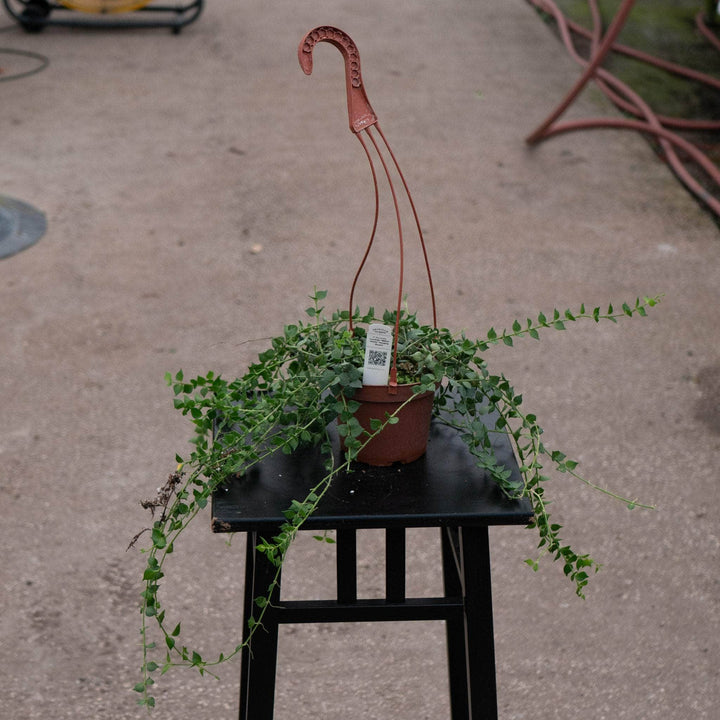 Gabriella Plants Other 5" Hanging Basket Dischidia ruscifolia "Million Hearts"