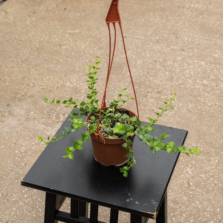 Gabriella Plants Other 5" Hanging Basket Dischidia ruscifolia "Million Hearts"