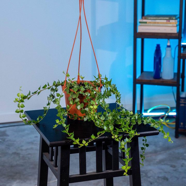 Gabriella Plants Other 5" Hanging Basket Dischidia ruscifolia "Million Hearts"
