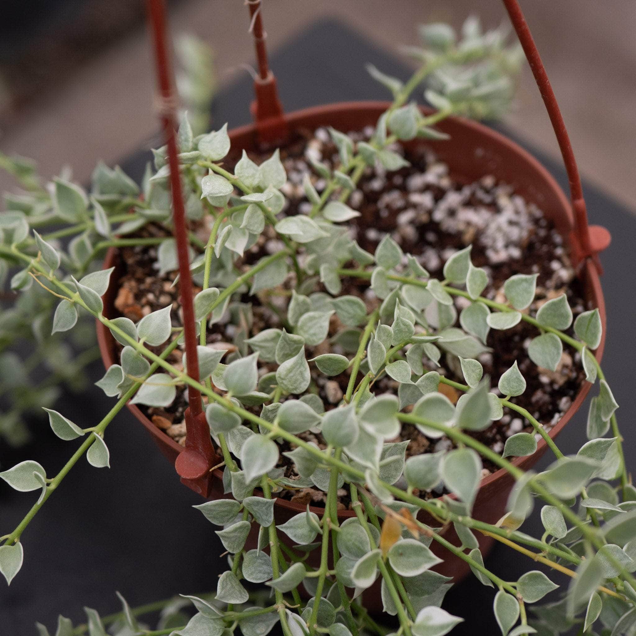 Dischidia ruscifolia 'Variegata' 