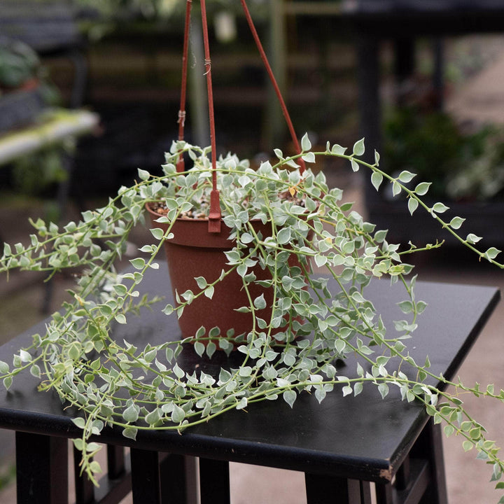 Gabriella Plants Other Dischidia ruscifolia 'Variegata' "Million Hearts"