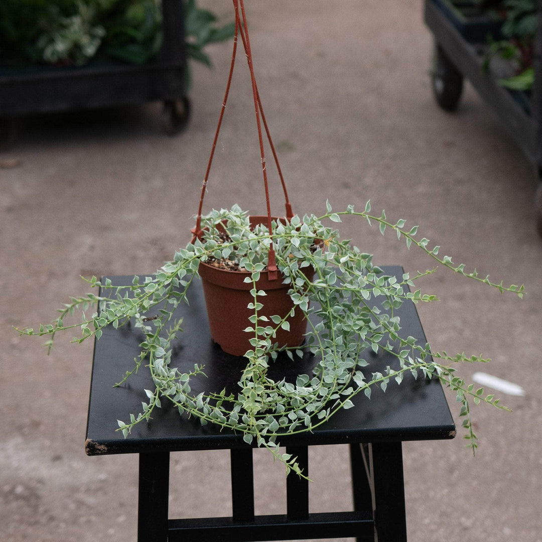 Gabriella Plants Other Dischidia ruscifolia 'Variegata' "Million Hearts"