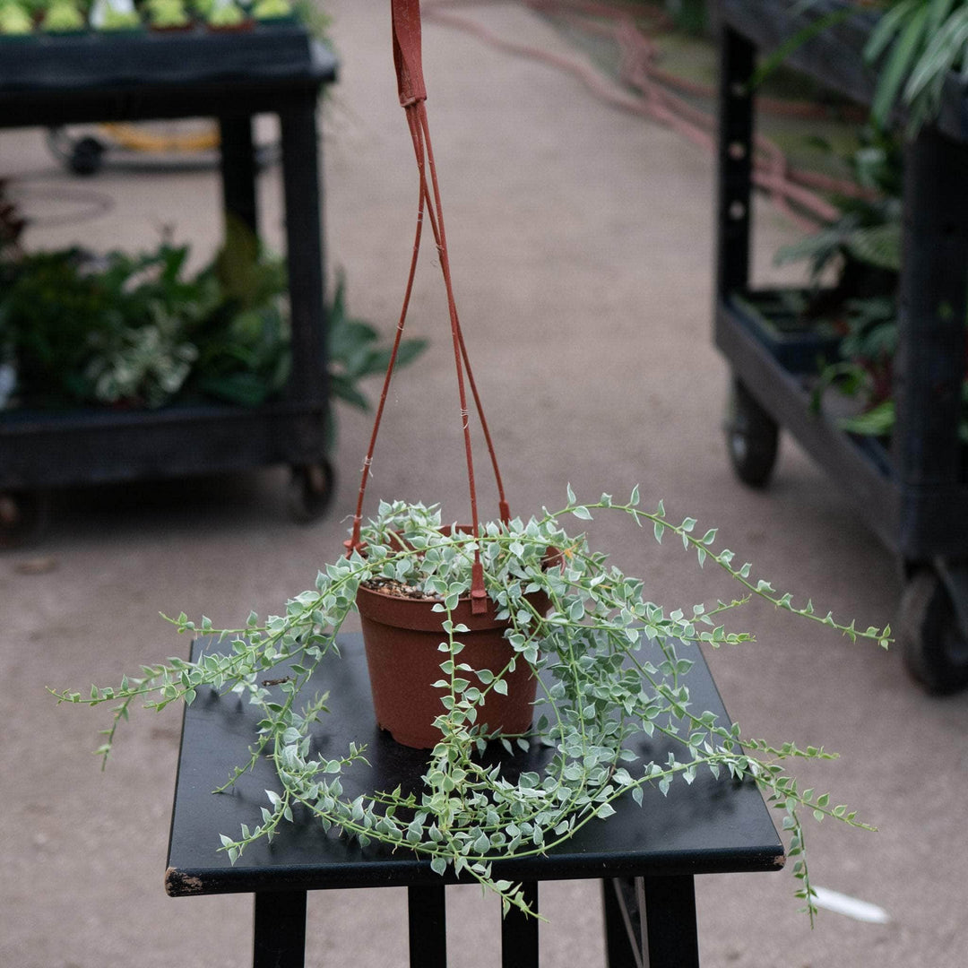 Gabriella Plants Other Dischidia ruscifolia 'Variegata' "Million Hearts"