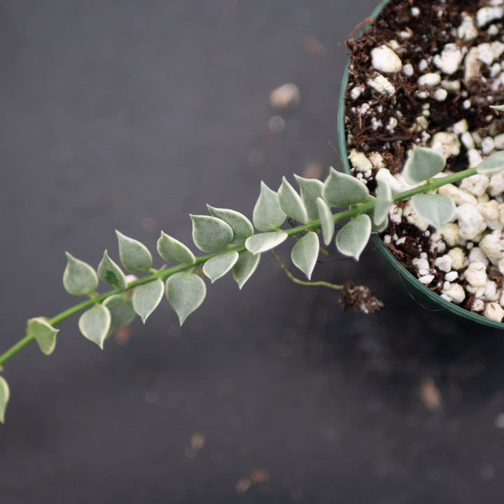 Gabriella Plants Other Dischidia ruscifolia 'Variegata' "Million Hearts"
